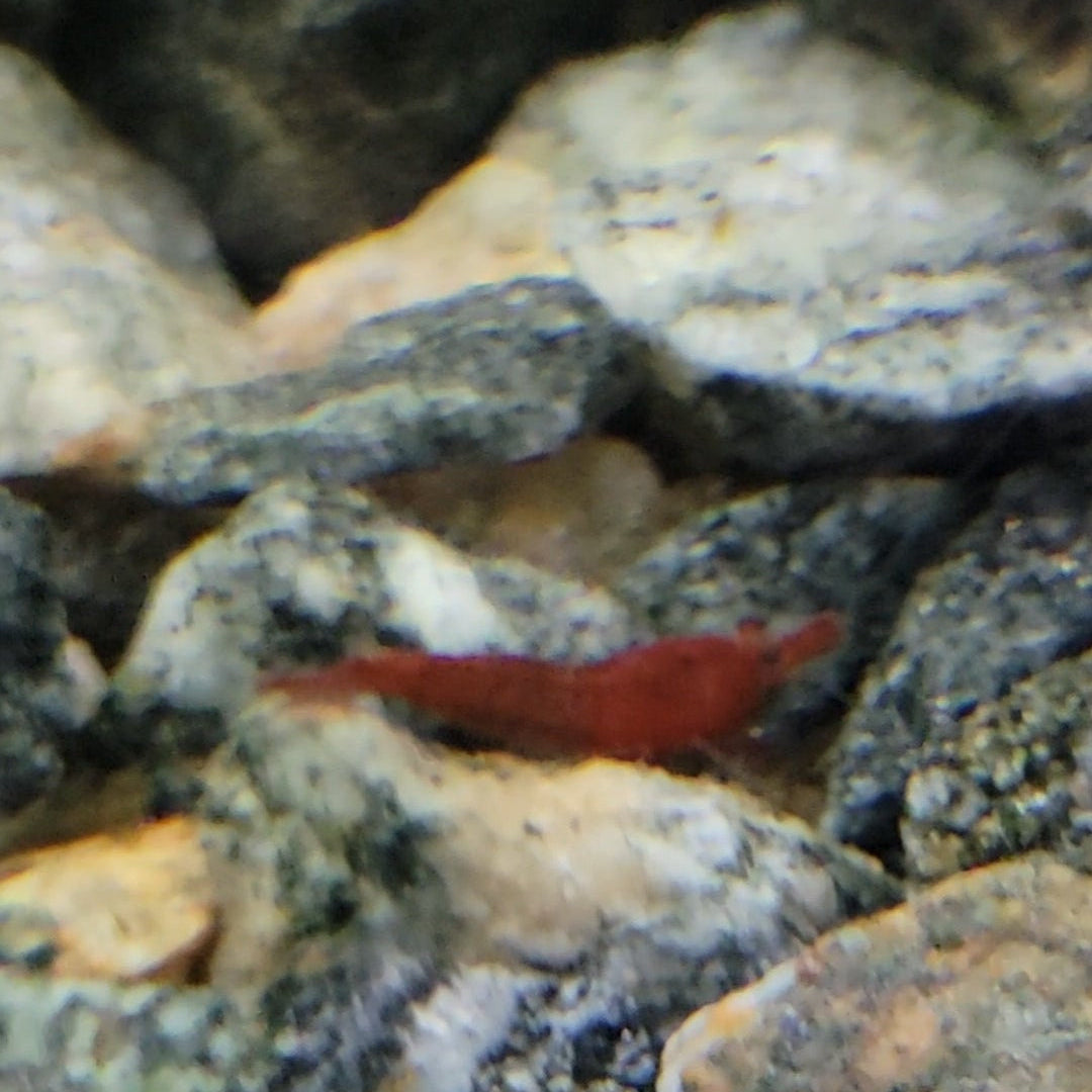 cherry neocaridina shrimp aquarium freshwater pets tank red high grade