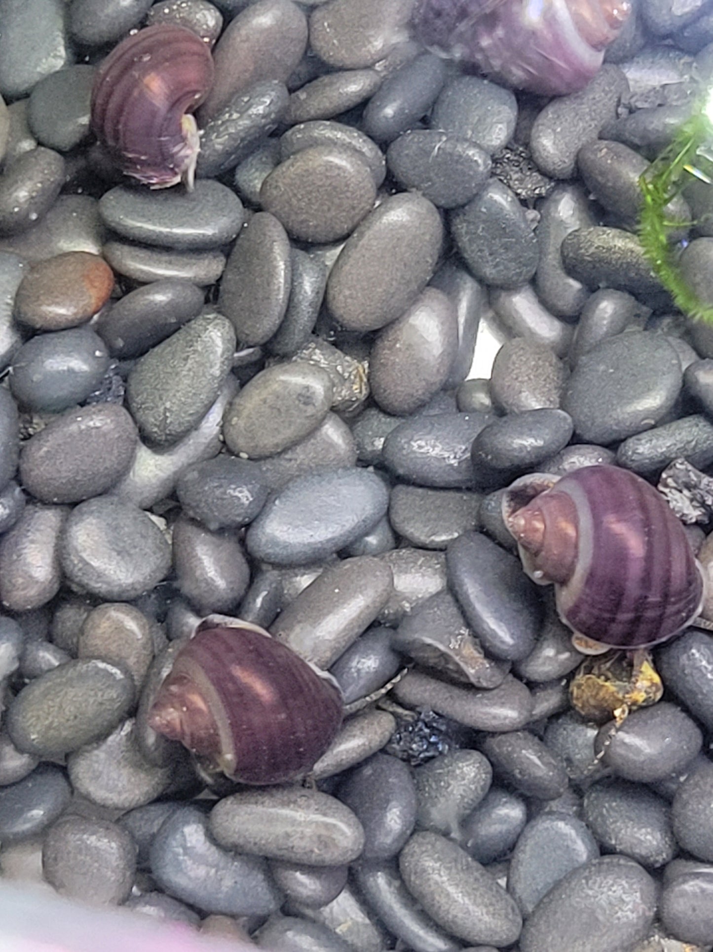 Purple Mystery Snail