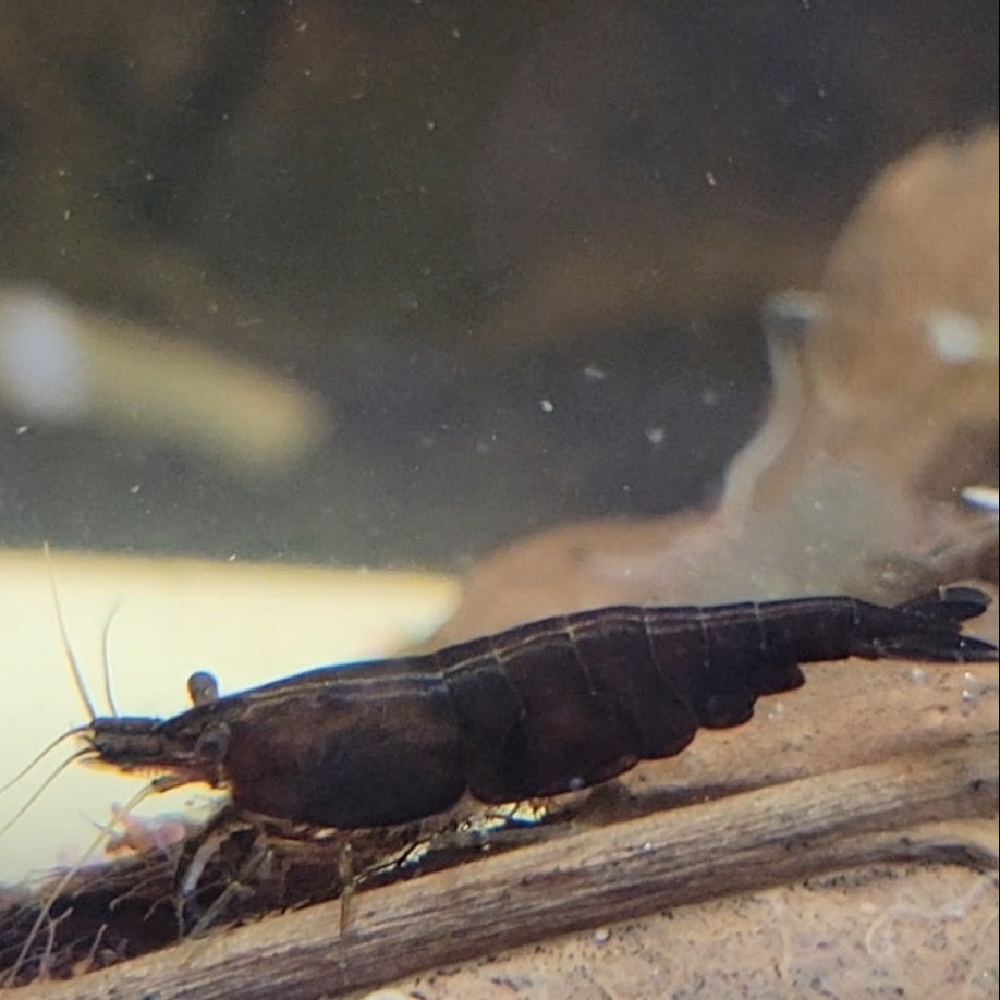 black rose dark shrimp neocaridina freshwater peaceful aquarium pet