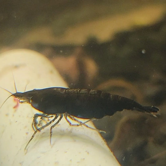 Black Rose Dark shrimp neocaridina freshwater peaceful aquarium pet