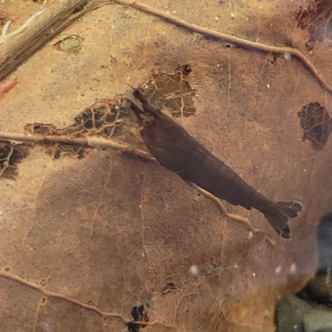 Black rose shrimp neocaridina freshwater peaceful community tank aquarium pet