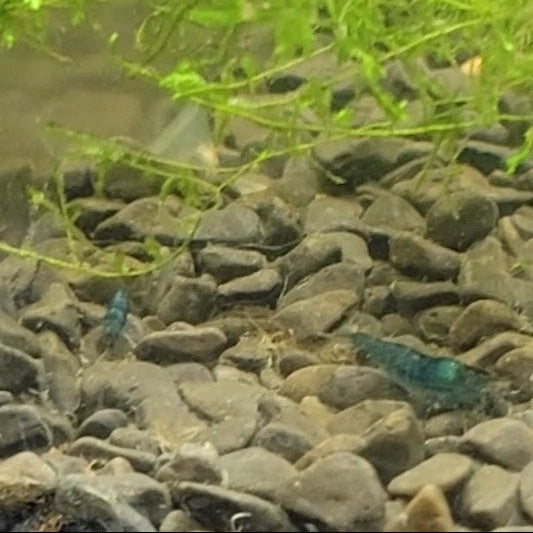blue dream neocaridina shrimp aquarium freshwater pets tank