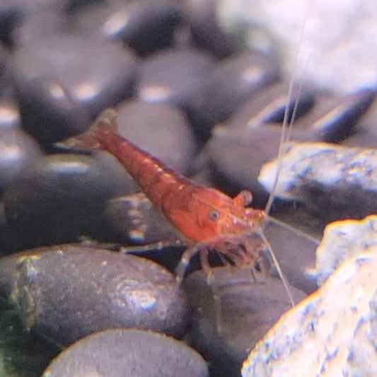 cherry neocaridina shrimp aquarium freshwater pets tank red high grade