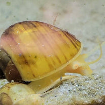 Mystery Snail Chestnut Freshwater Aquarium tank pet golden brown striped
