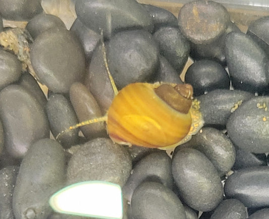 Mystery Snail Chestnut Freshwater Aquarium tank pet golden brown striped