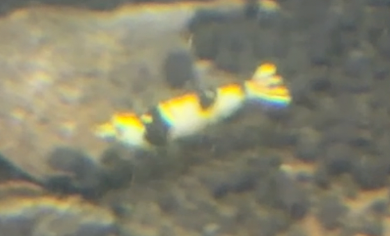 Crystal Black Shrimp