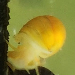 mystery snail freshwater aquarium pet community gold 