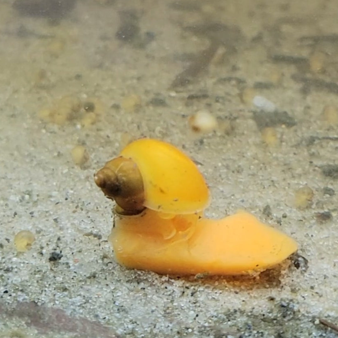 Mystery Snail gold freshwater aquarium tank pet 