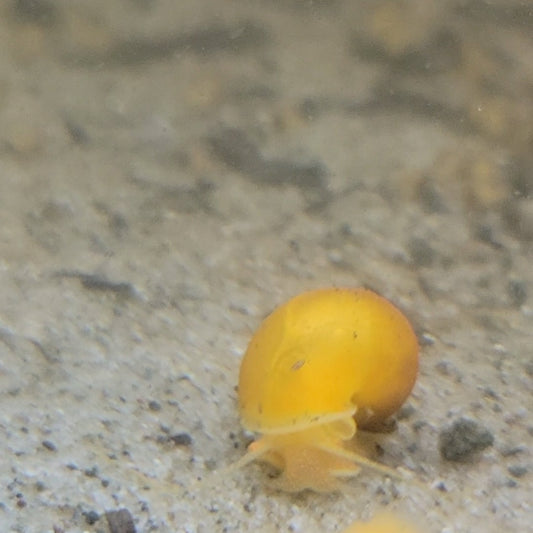 Mystery Snail gold aquarium freshwater tank pet