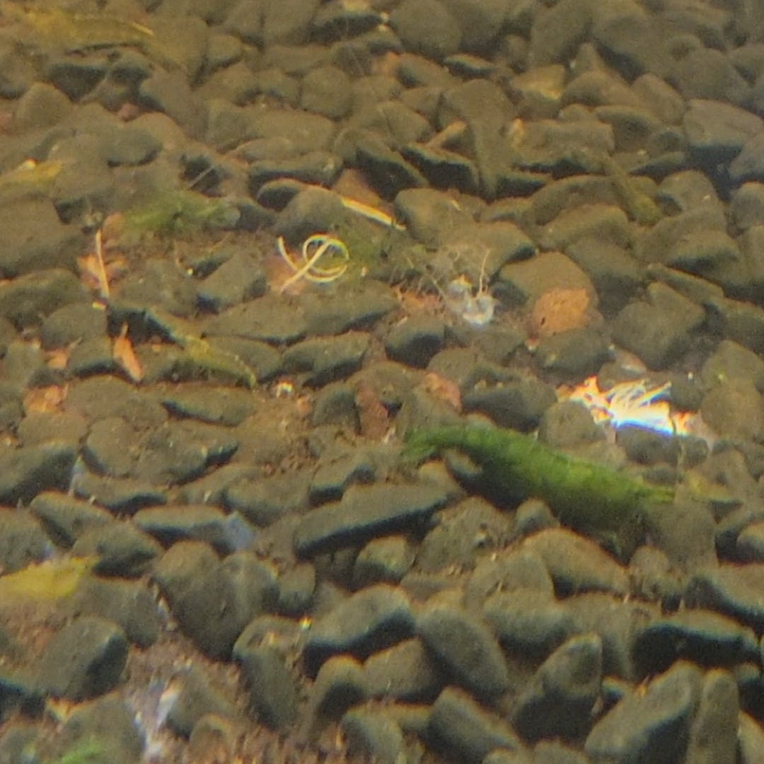 green jade neocaridina shrimp community peaceful aquarium freshwater tank pets