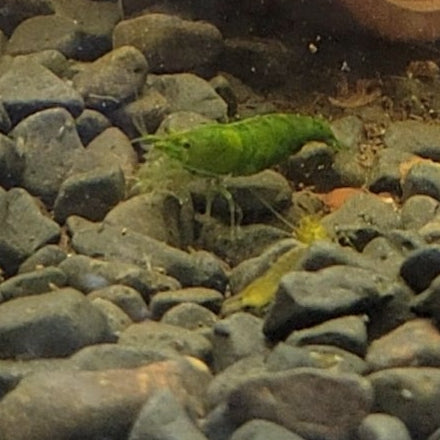 green jade neocaridina shrimp community peaceful aquarium freshwater tank pets