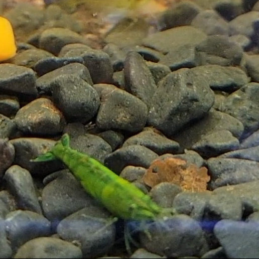 green jade neocaridina shrimp community peaceful aquarium freshwater tank pets