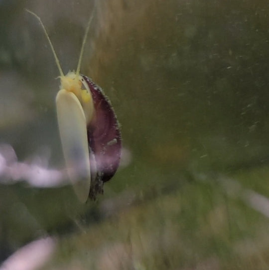 Magenta Snail munching on algae on the tank glass mystery striped freshwater community tank aquarium pets