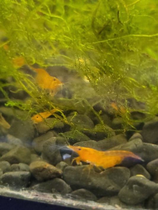 Sunkist Orange Shrimp