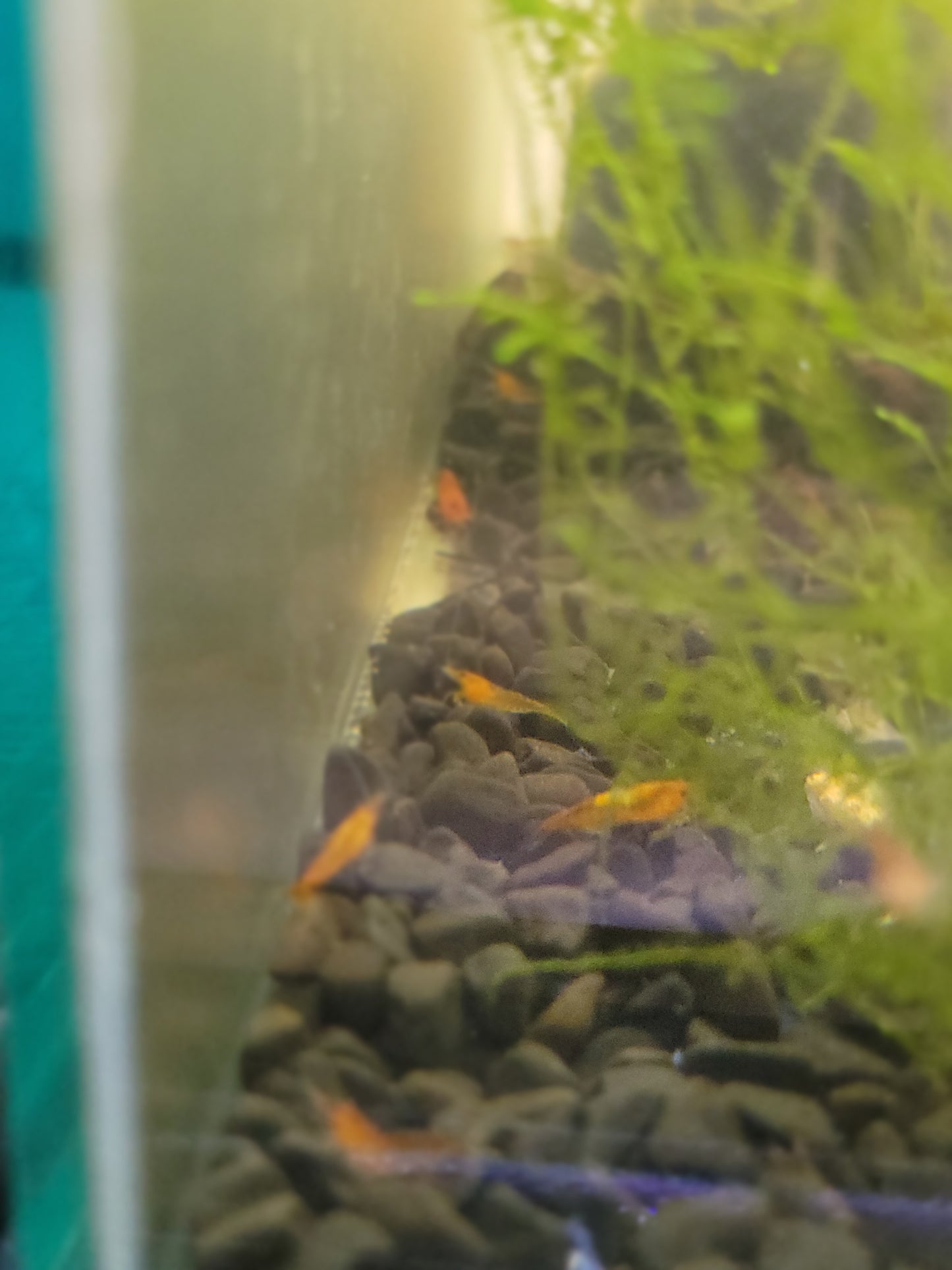 Sunkist Orange Shrimp