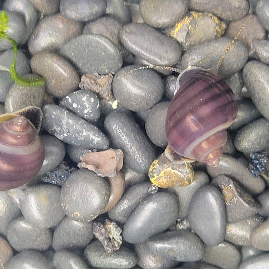 Purple striped mystery snail freshwater aquarium pets tank