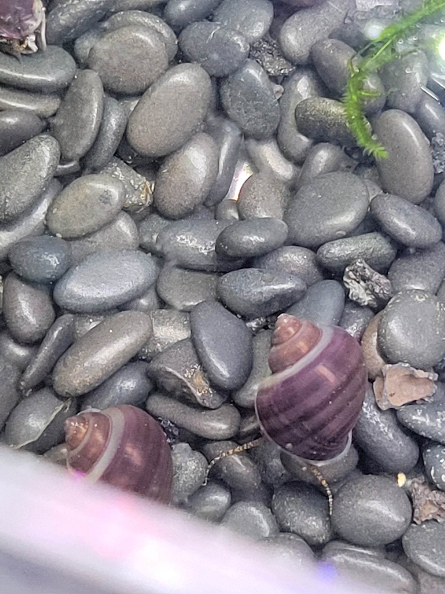 Purple Mystery Snail
