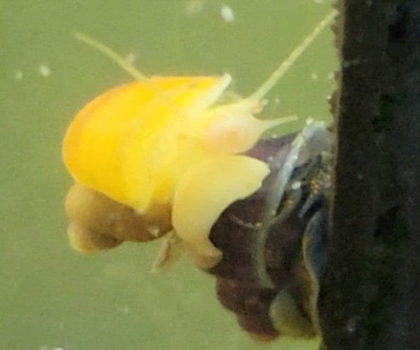 Gold Mystery Snail