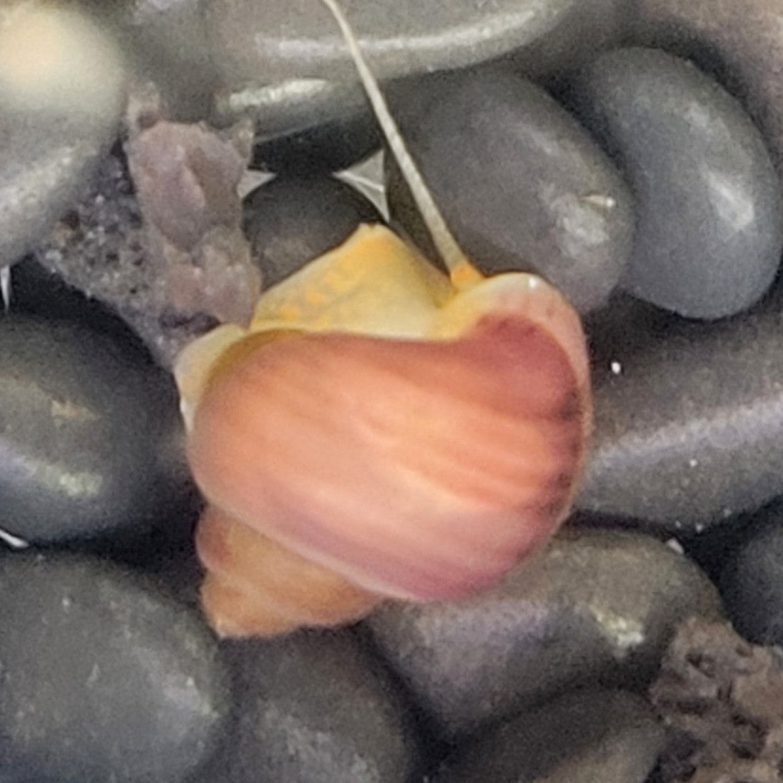 mystery snail magenta striped freshwater community tank aquarium pets