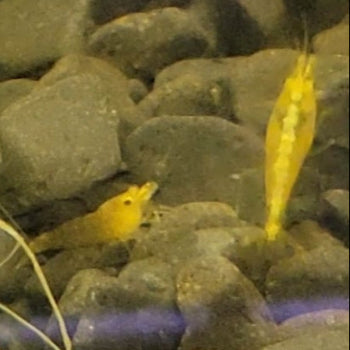 Yellow goldenback shrimp neocaridina freshwater peaceful aquarium pet