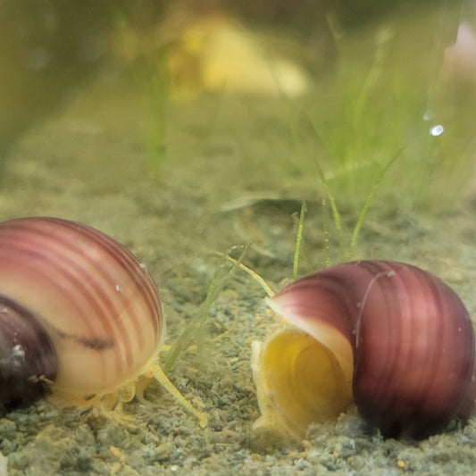 mystery snail magenta striped freshwater community tank aquarium pets